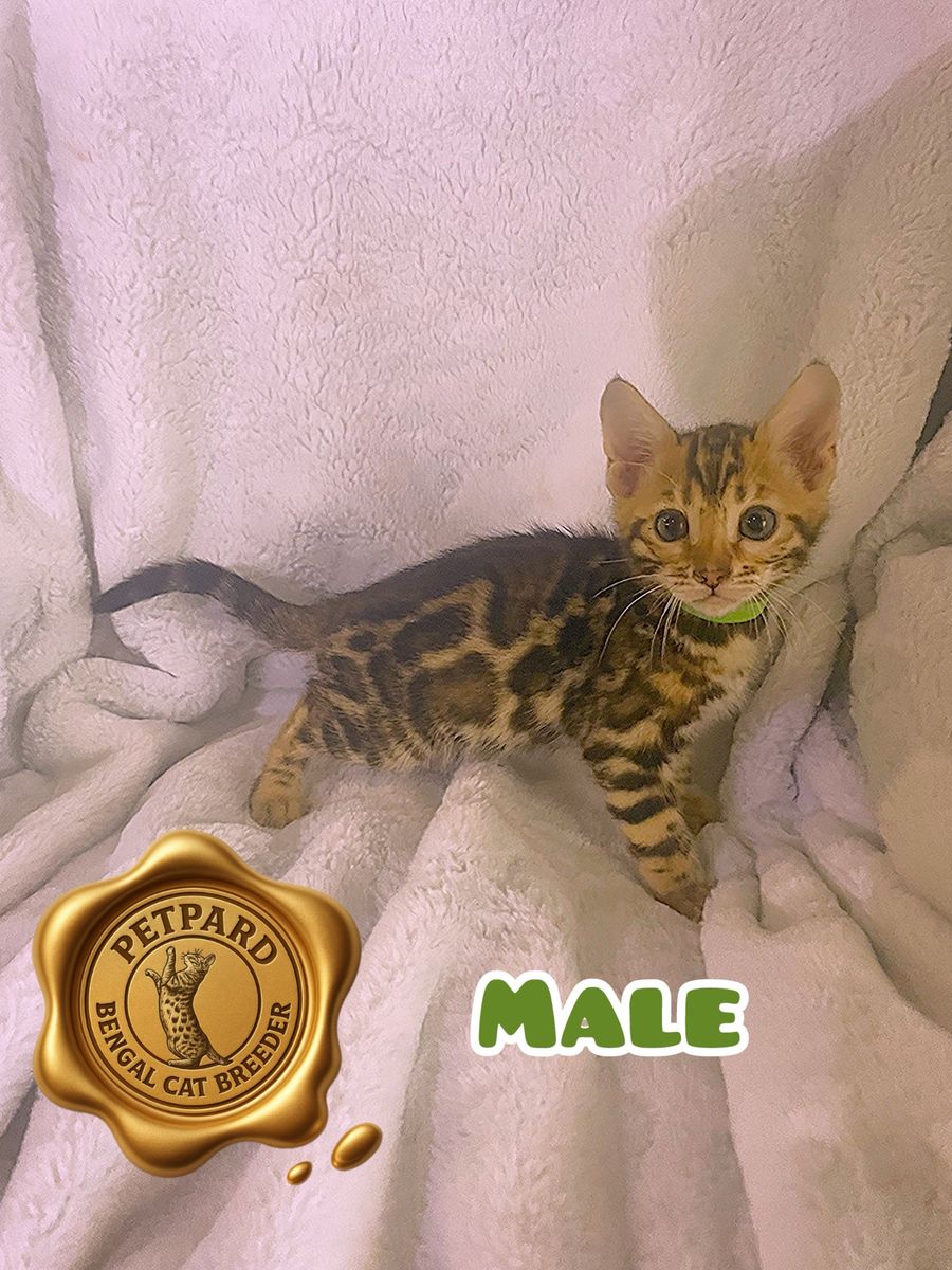 Bengal Purebred Kittens ready for a new home.