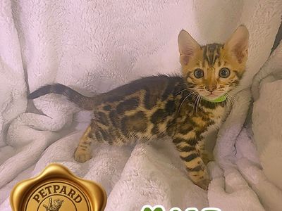 Bengal Purebred Kittens ready for a new home.