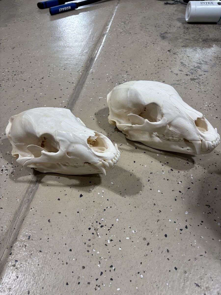 2 European Black Bear Skulls