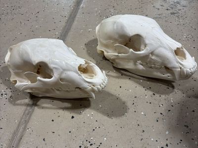 2 European Black Bear Skulls