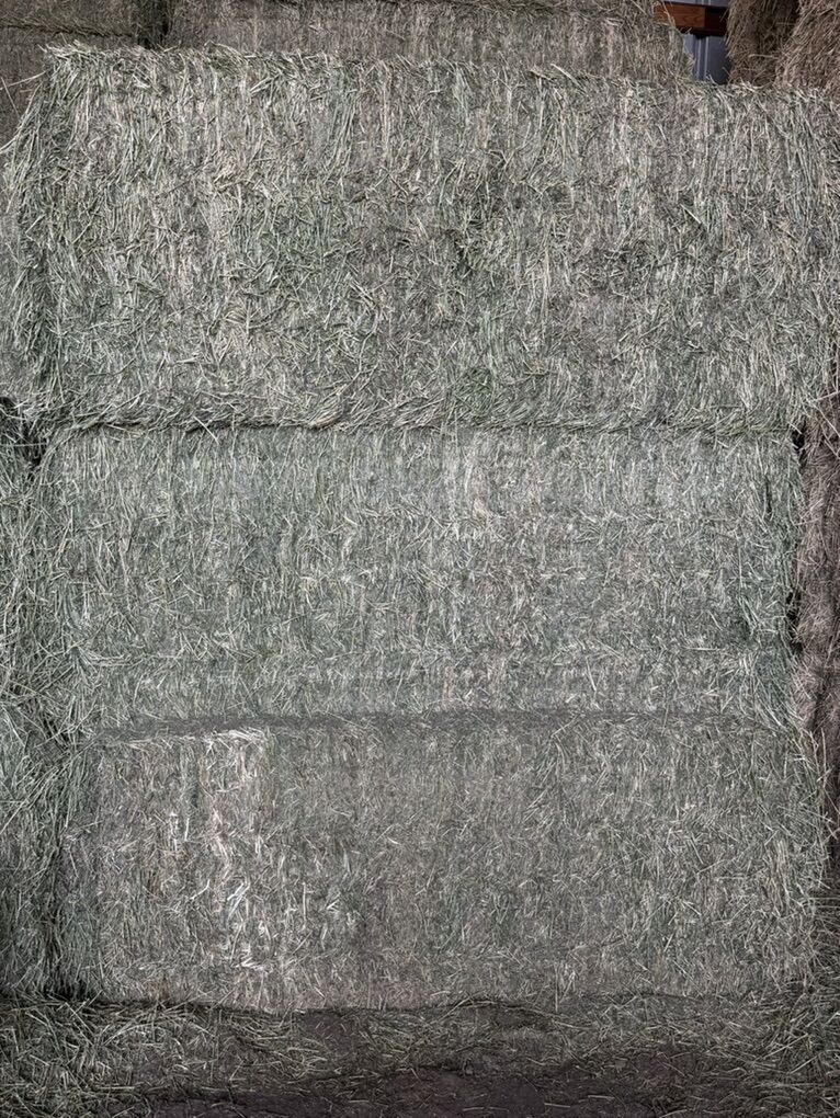 Excellent Alfalfa Horse Hay