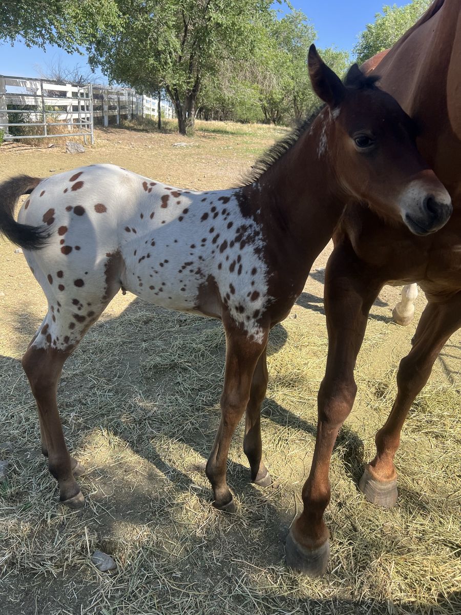 Colorful Appaloosa Stud Colt-Future Rodeo Prospect