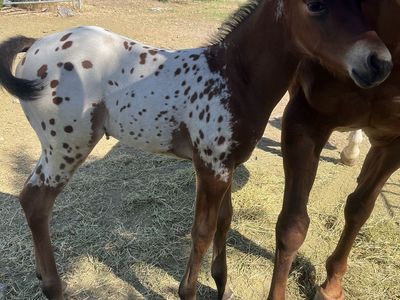 Colorful Appaloosa Stud Colt-Future Rodeo Prospect