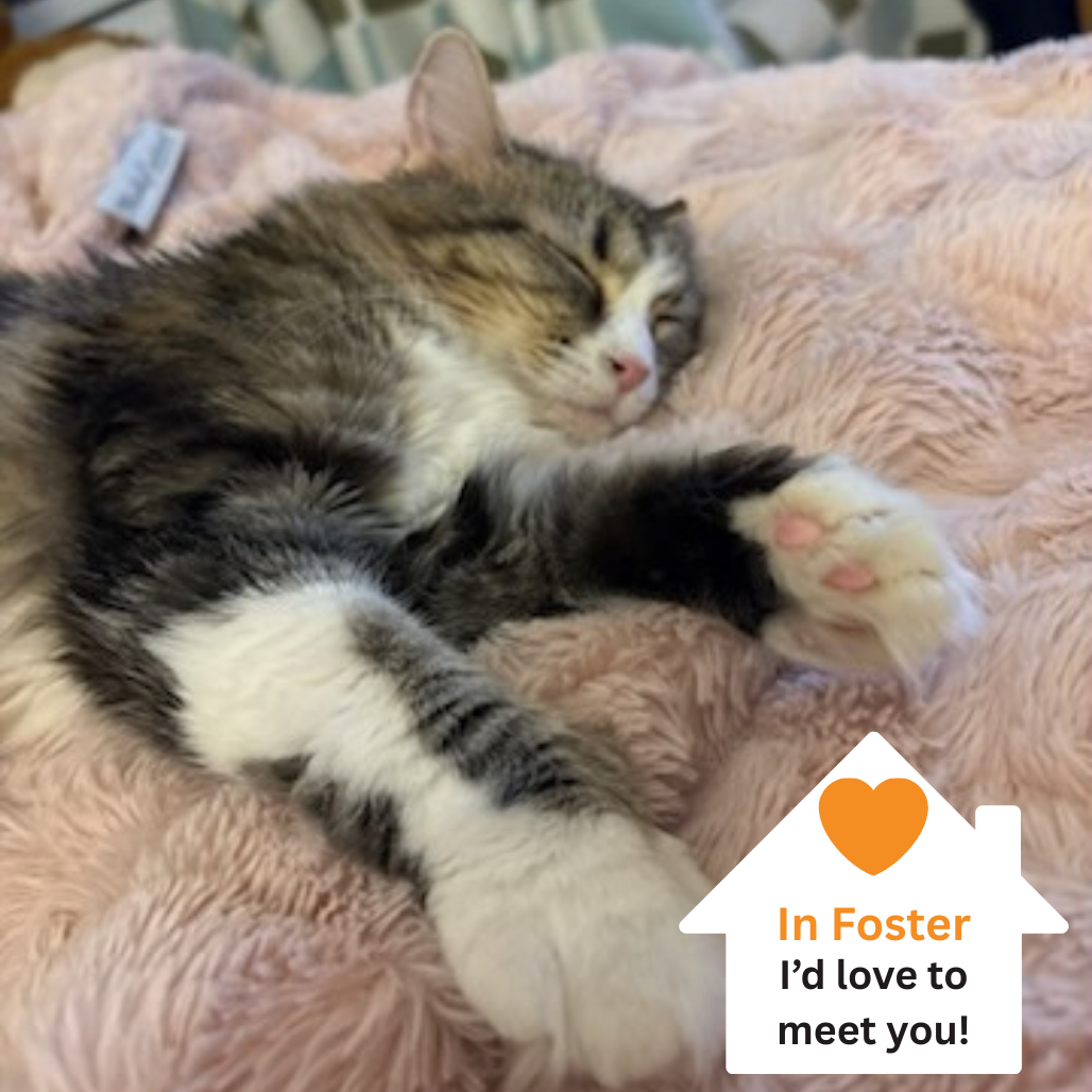 Hello my name is Poppy Hollow