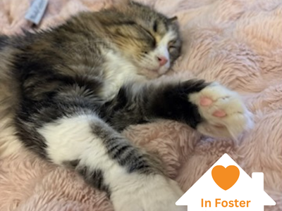 Hello my name is Poppy Hollow