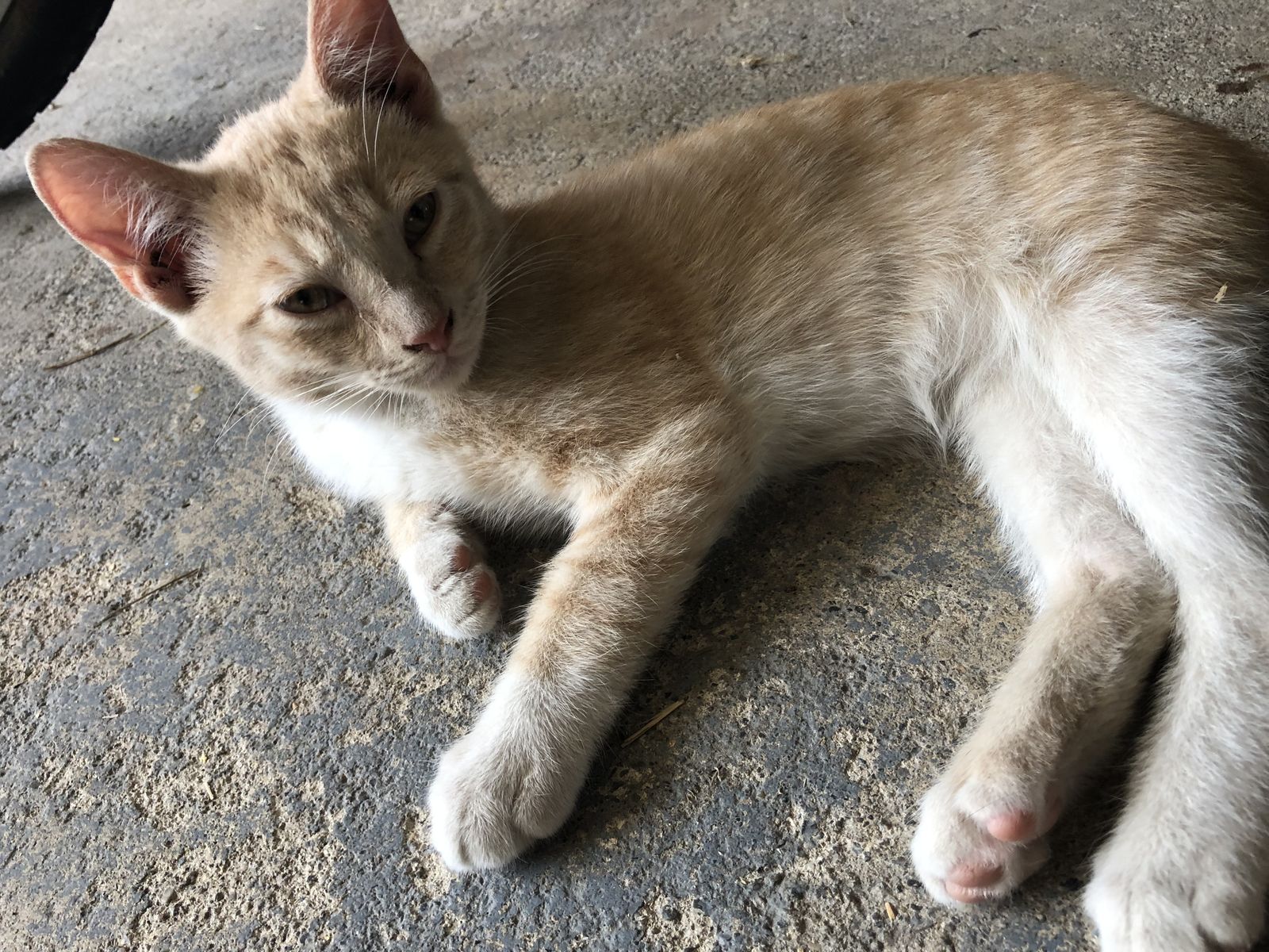 Kittens