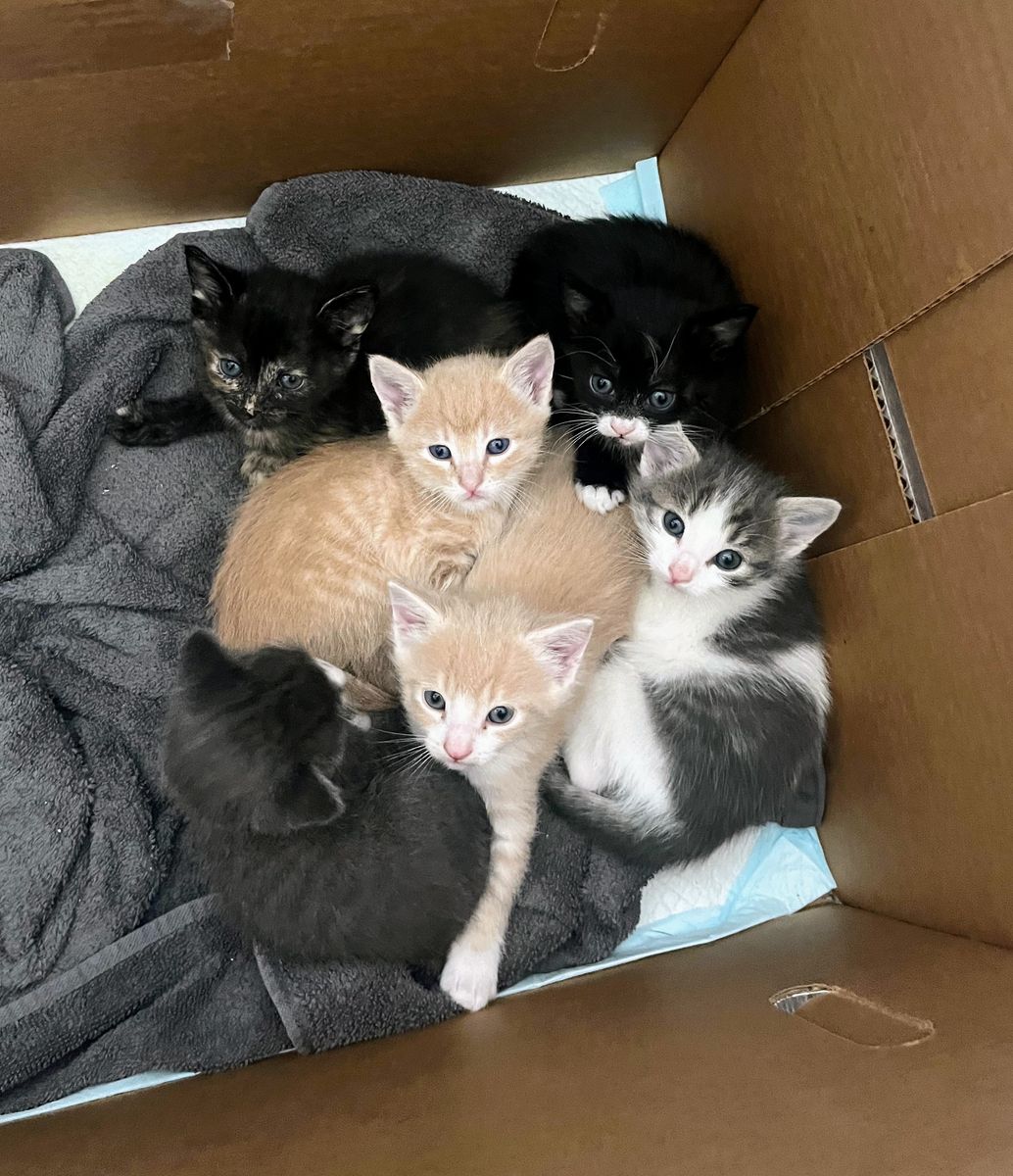 Adorable Friendly Kittens