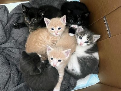 Adorable Friendly Kittens
