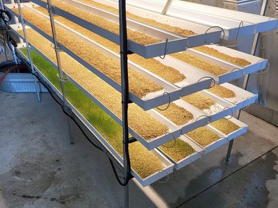 Crop King Commercial Fodder System