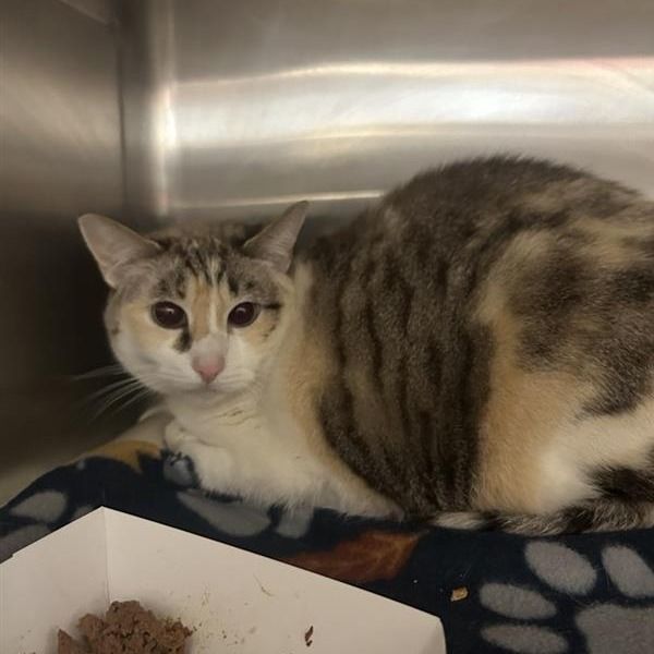 Hello my name is Star