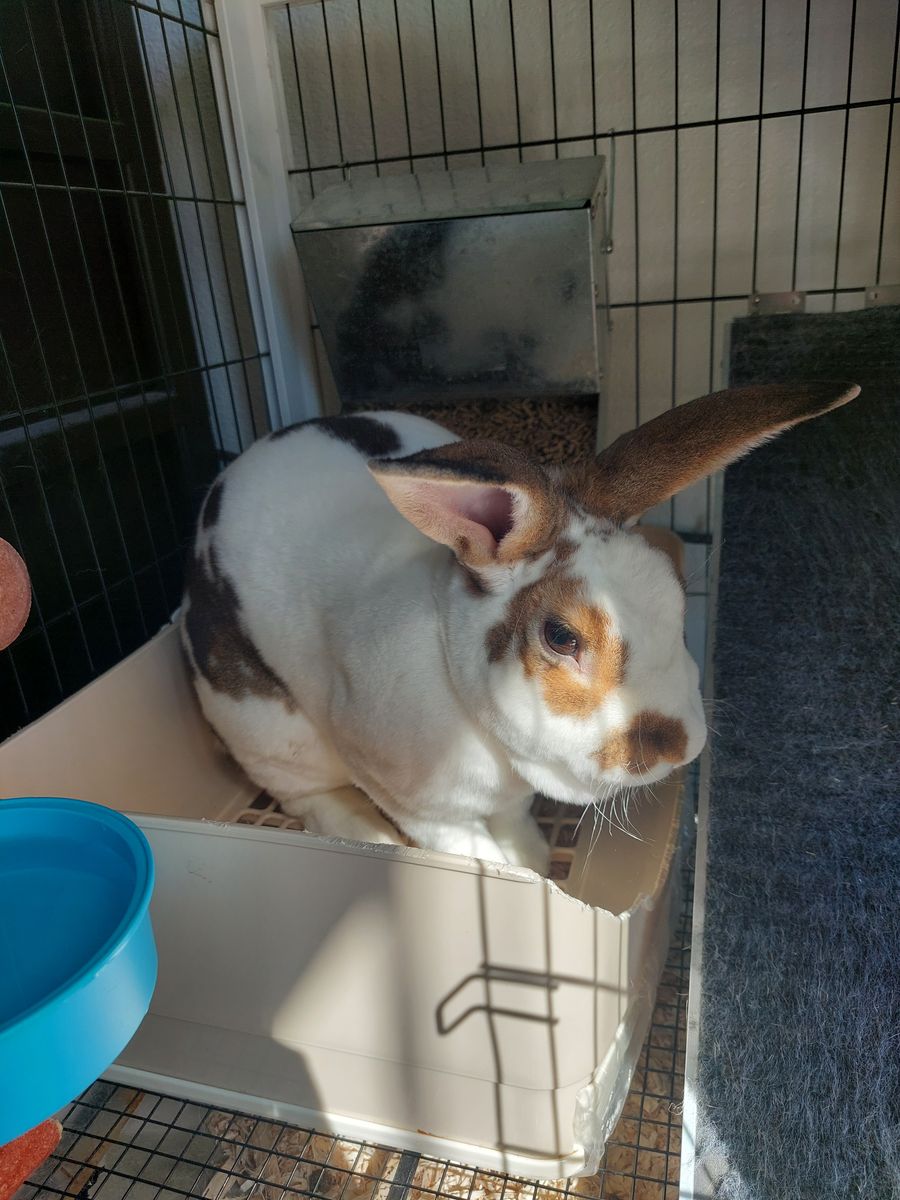Beautiful Male Broken Castor Rex Rabbit