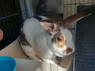 Beautiful Male Broken Castor Rex Rabbit