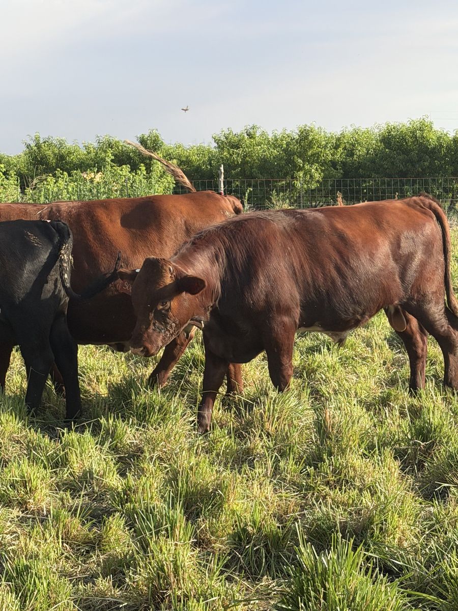 Shorthorn Bull Yearling