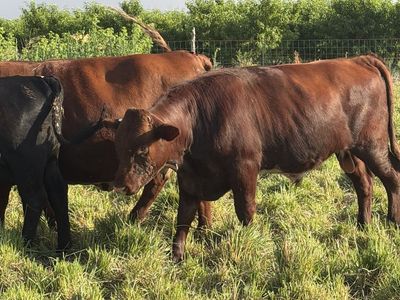 Shorthorn Bull Yearling