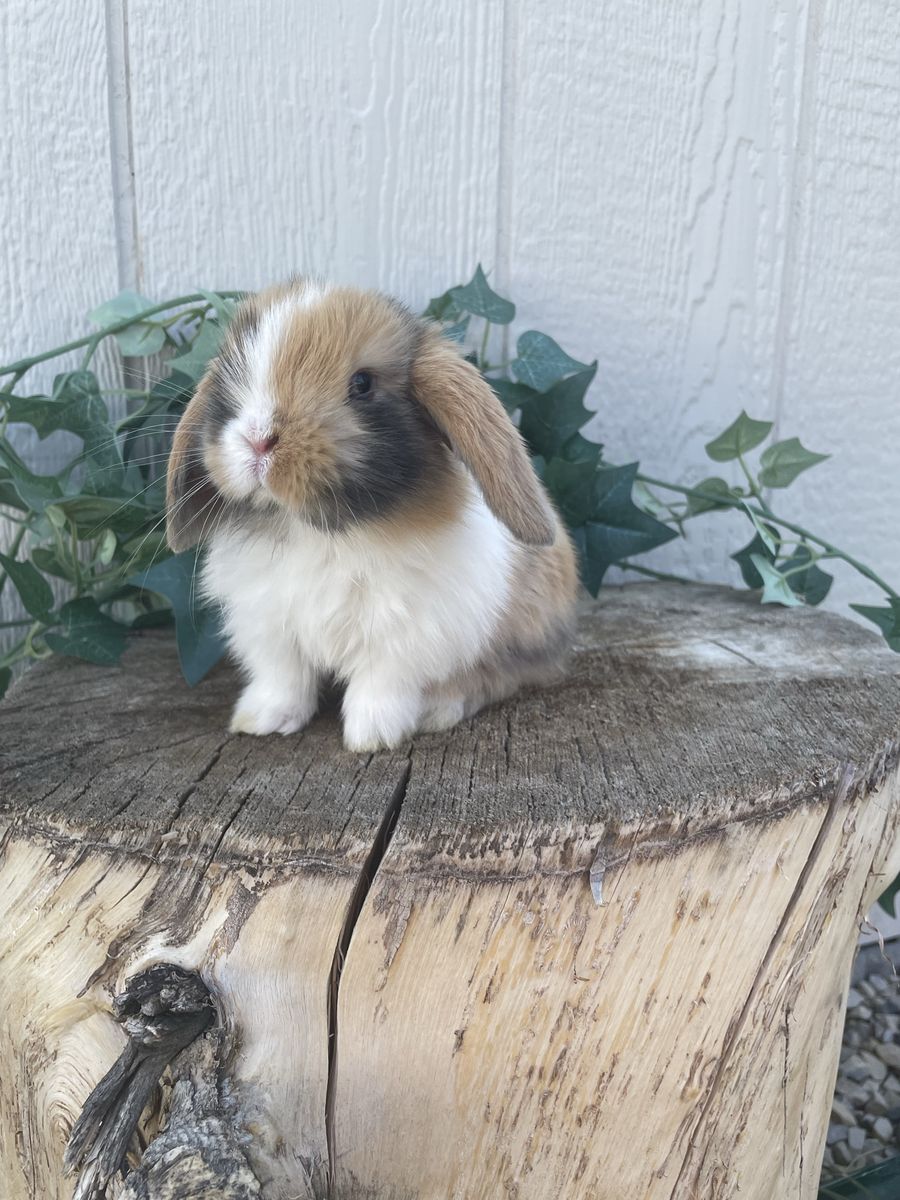 Purebred Holland Lop Doe (fully pedigreed)
