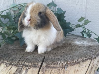 Purebred Holland Lop Doe (fully pedigreed)