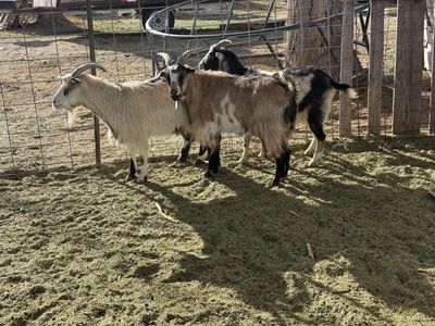 3 Bucks And 3 Wethers