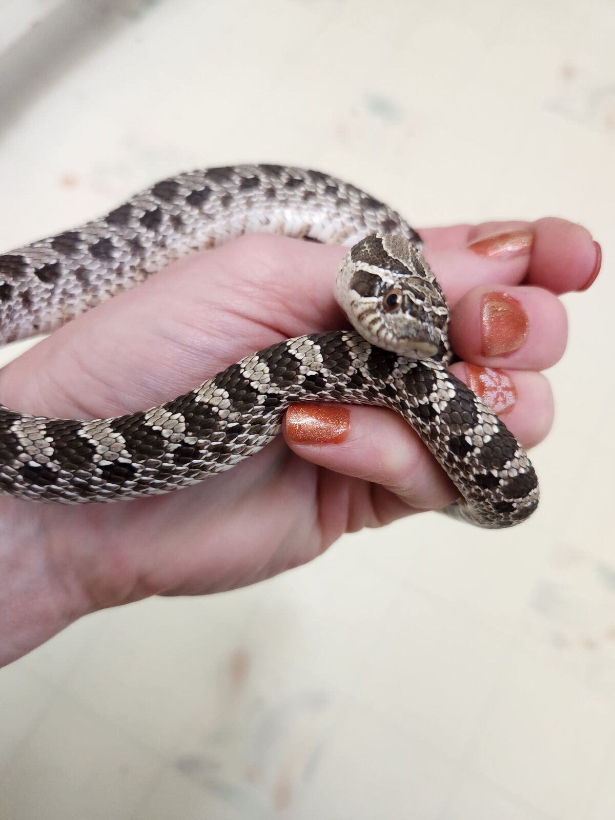 Healthy Hognose