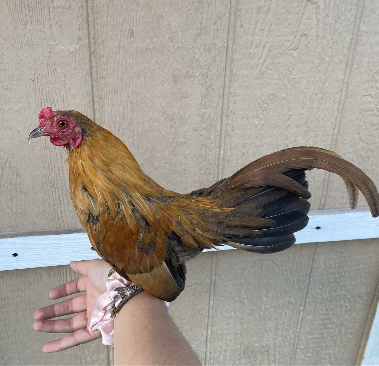 *Canelo* Kikiriki Rooster