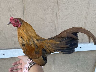 *Canelo* Kikiriki Rooster