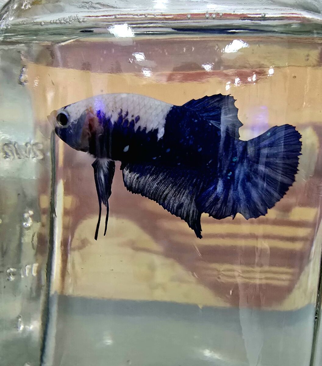 Imported Thai betta and Thai fighter plakat