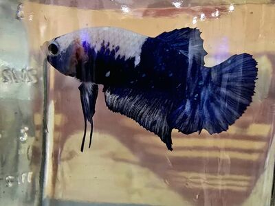 Imported Thai betta and Thai fighter plakat