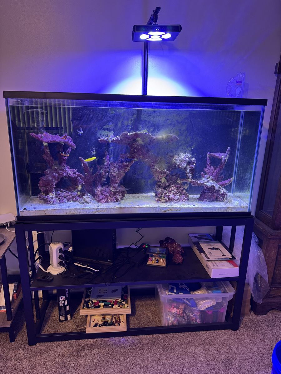55 gallon salt water tank