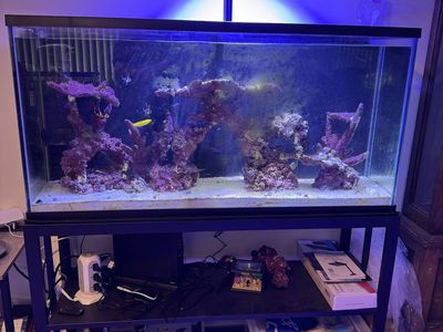 55 gallon salt water tank