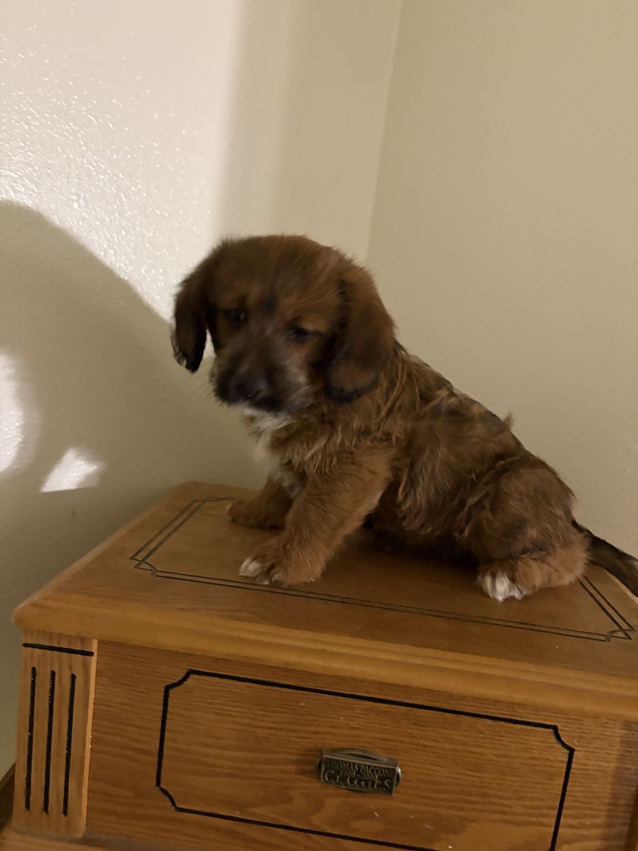Adorable Puppy - .Corgi/mini goldendoodle mix Playful & Loving