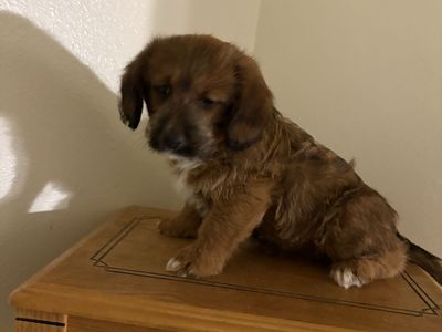 Adorable Puppy - .Corgi/mini goldendoodle mix Playful & Loving