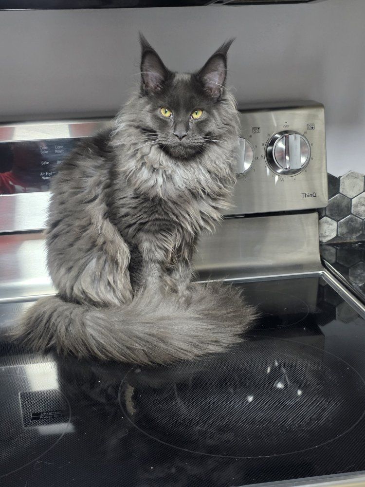 European TICA Maine Coon Female