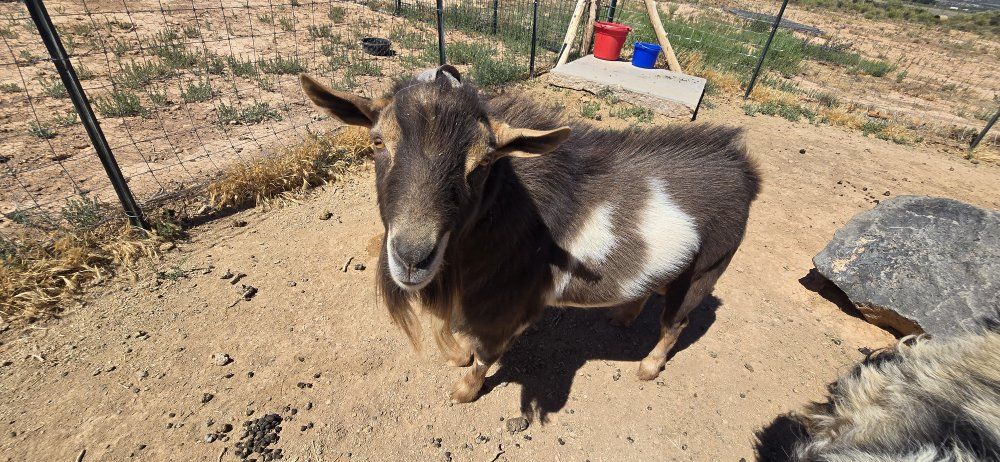 ADGA registered Nigerian dwarf buck