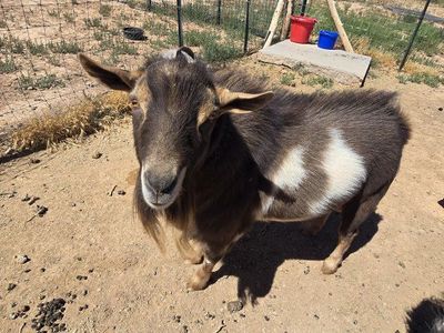 ADGA registered Nigerian dwarf buck