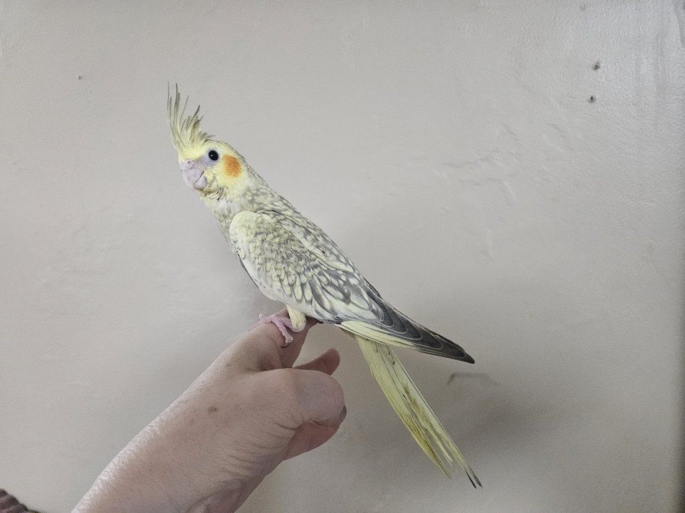 Hand-Fed Baby Pearl Cockatiel