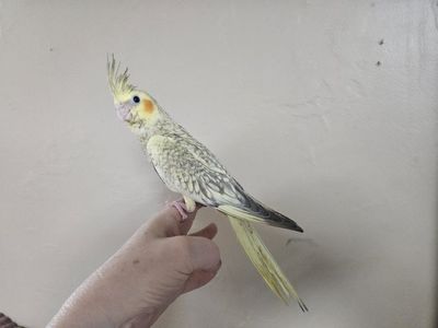 Hand-Fed Baby Pearl Cockatiel