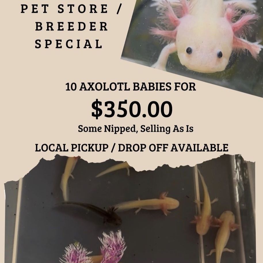 Bulk Baby Axolotls For Sale