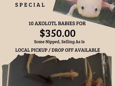 Bulk Baby Axolotls For Sale