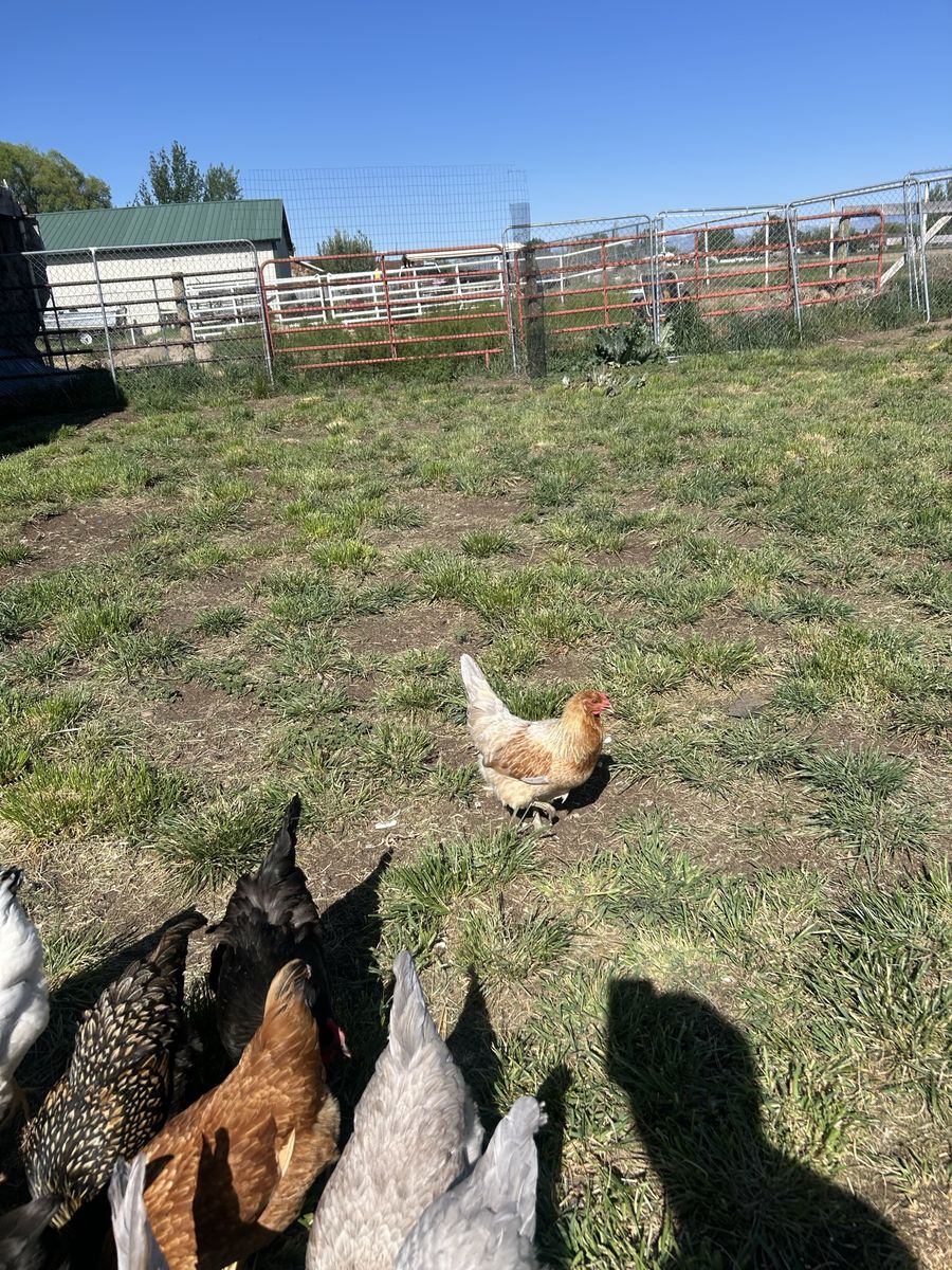 Whiting True Blue Hen (7 months)