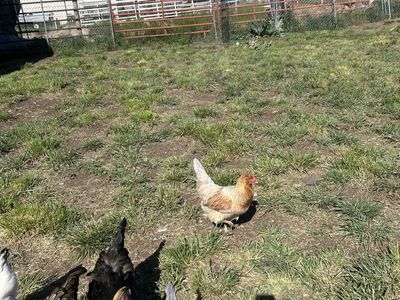 Whiting True Blue Hen (7 months)