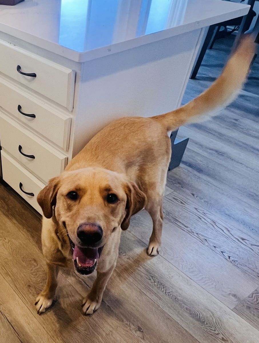 Golden Retriever Mix