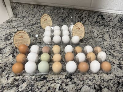 Farm Fresh Organic Eggs