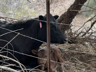 Bred Family Milk Cow or Beef Raising Cow