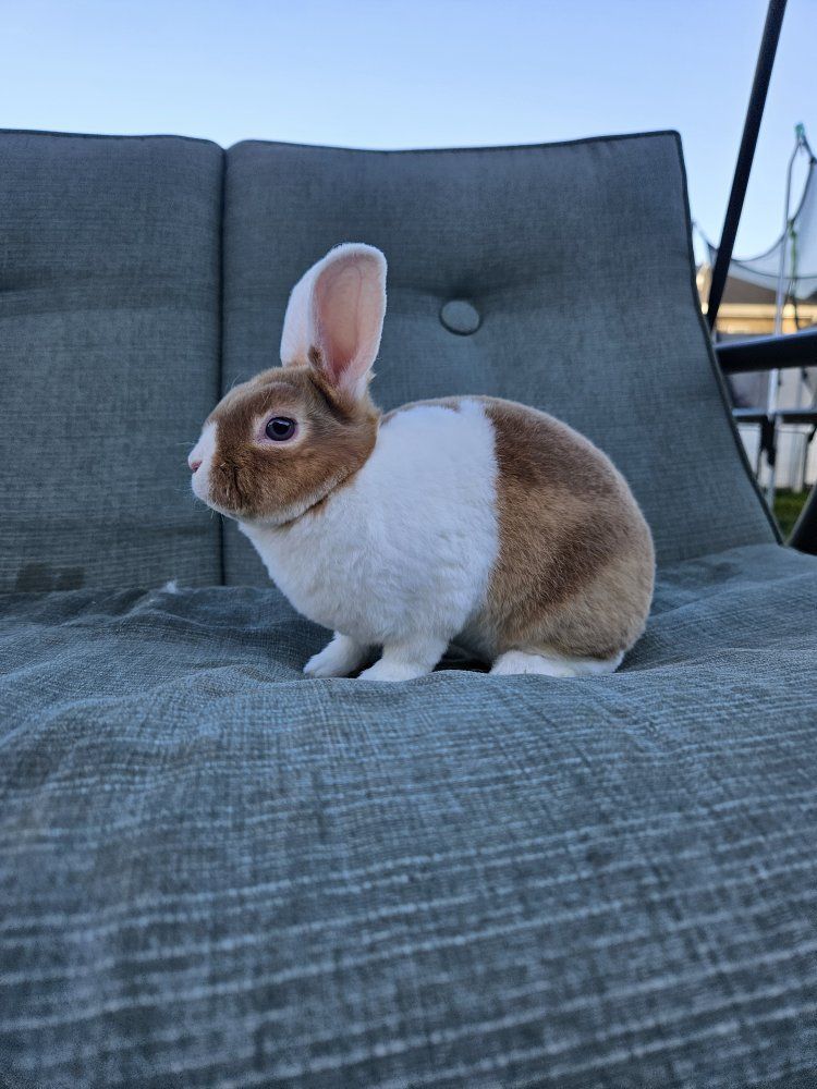 Male Mini Rex White-Eared Lutino