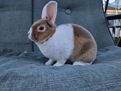 Male Mini Rex White-Eared Lutino