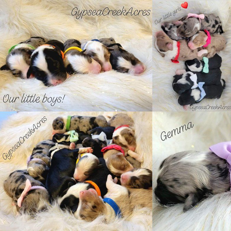 Cavapoos, Australian Mountain Doodles, Bernedoodle