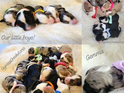 Cavapoos, Australian Mountain Doodles, Bernedoodle