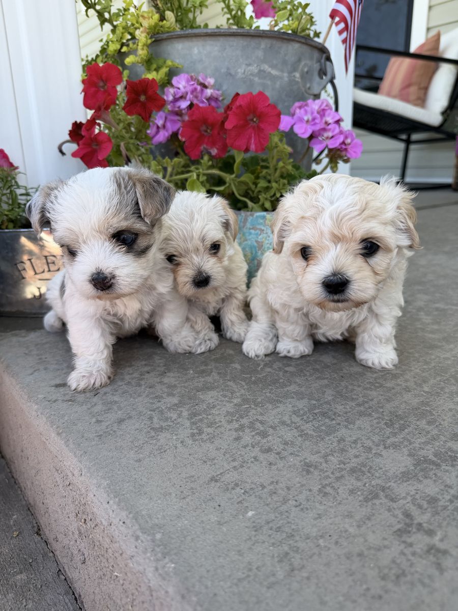 Female Morkie Puppies (Yorkie, Maltese)