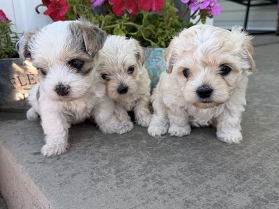 Female Morkie Puppies (Yorkie, Maltese)