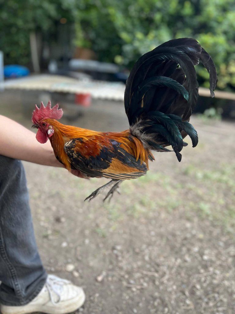 azteca/mini pheonix