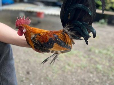 azteca/mini pheonix